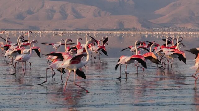 An epic view of flamingos at maharloo lake in shiraz, southern Iran &nbsp; &nbsp; &nbsp; &nbsp; &nbsp; &nbsp; 
