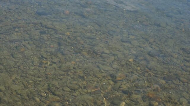 Freshwater fish, shallow of the river, Gudgeon, Gobio fish, dace fish, minnow fish. Biodiversity, aquatic organism. Fragile yet dynamic life of young fish in the river ecosystem, siberian wildlife