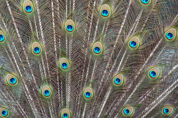 Peacock feather pattern, bright green - blue bird tail texture © artemstepanov