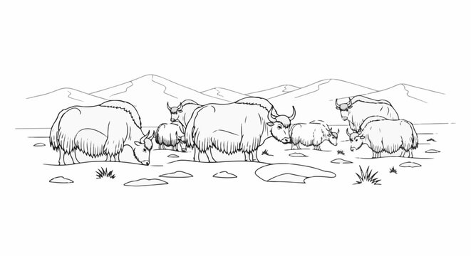 A herd of shaggy yaks grazes in a hilly, arid landscape