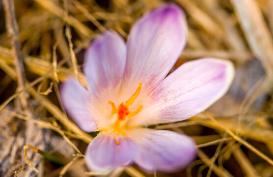 Crocus Blosson in the Dolomites, Italy