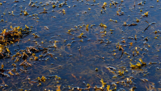 Rockweed or popweed, bladder wrack (Fucus vesiculosus) in the littoral zone, Baltic Sea, Estonia