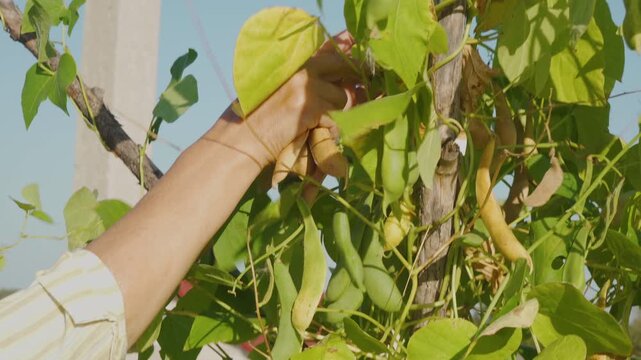 Close-up of hands picking organic bean pods from the plant, hands of senior woman picking dry ripe string beans