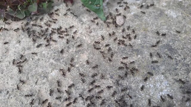 Small Black Ant Colony Crawling Rapidly Across Rough Stone Surface