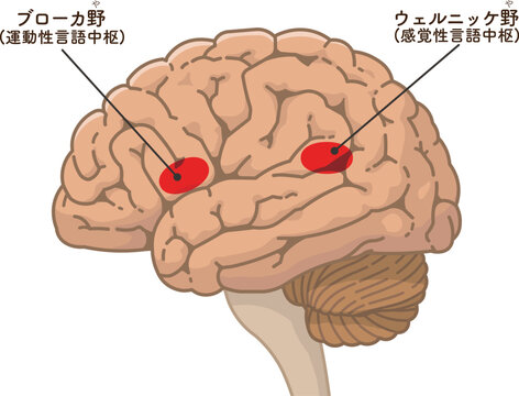 大脳のブローカ野とウェルニッケ野 Broca's area and Wernicke's area of ​​the cerebrum