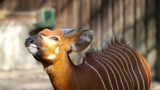A rare eastern bongo antelope with distinct white stripes and spots looks around its habitat. Ideal for wildlife documentaries and educational nature content.