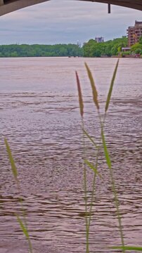 Brown river current moving beneath a bridge with tall grasses in front, a strong mobile-first urban water visual for reels, transitions, and infrastructure content.