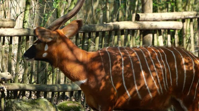 A rare mountain bongo antelope with distinct white stripes stands in a wooden enclosure, perfect for wildlife conservation and zoo education content.
