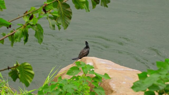 Great cormorant (Phalacrocorax carbo) preening while perched on a rock along the Nile River near vegetated riverbank in a freshwater environment with visible current and gentle surface movement
