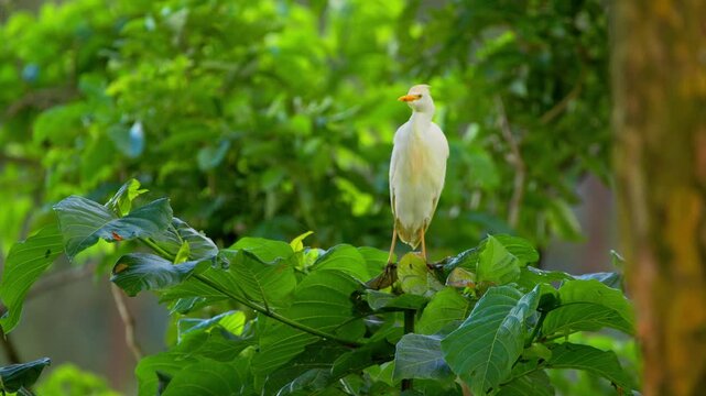 Western cattle egret (Bubulcus ibis) perched on broad tropical leaves within dense vegetation while scanning surroundings with upright posture in a lush natural habitat, static telephoto shot