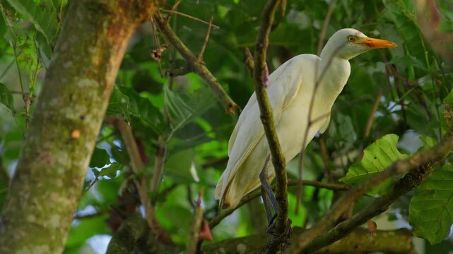 Western cattle egret (Bubulcus ibis) resting quietly on a tree branch within dense green canopy as soft golden hour light illuminates its plumage and surrounding foliage, static shot