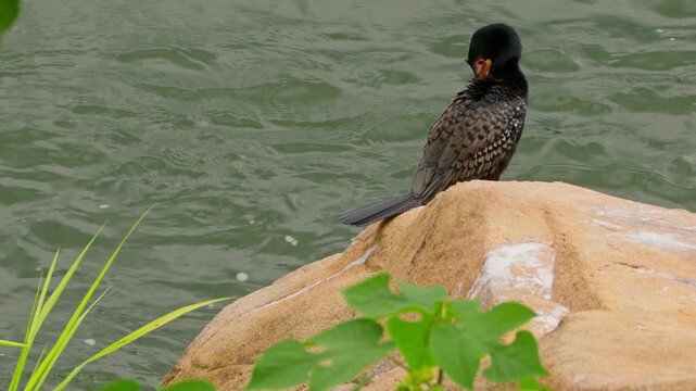 Great cormorant (Phalacrocorax carbo) resting on rock in Nile River Uganda with wind ruffling plumage in freshwater riverine habitat, telephoto static wildlife shot