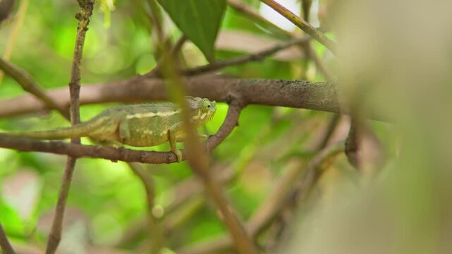 Flap necked chameleon (Chamaeleo dilepis) on branch in Bugolobi Kampala Uganda with textured skin and camouflage in tropical vegetation, telephoto shallow depth of field bokeh shot