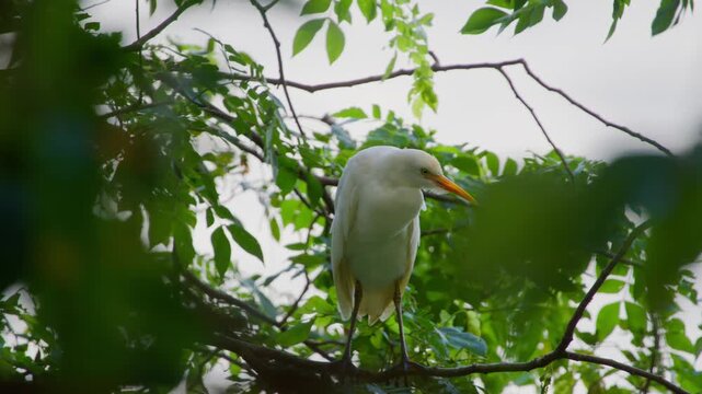 Western cattle egret (Bubulcus ibis) perched on branch in Uganda tropical vegetation with surrounding foliage and soft backlight in forest canopy habitat, telephoto static wildlife shot