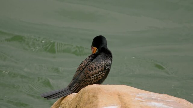 Great cormorant (Phalacrocorax carbo) resting on a rock in the Nile River in Uganda with wings partially open to dry feathers after diving while water flows behind in natural riverine habitat, static