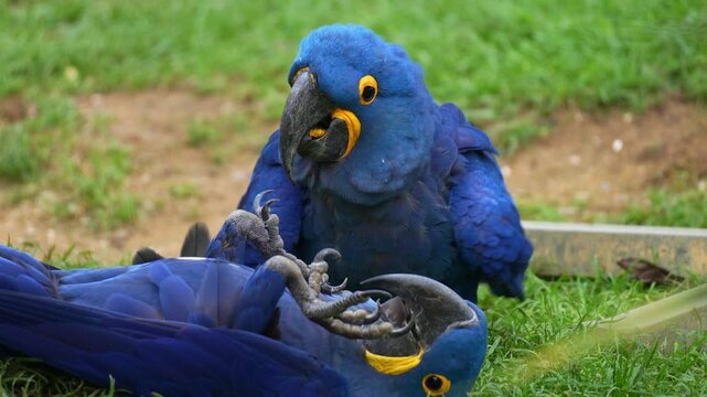 Close up shot of a pair of Hyacinth Macaws (Anodorhynchus hyacinthinus) share a moment of playful interaction on the grassy ground.