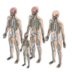 Human Skeletons of Various Ages Visible. © Soleh