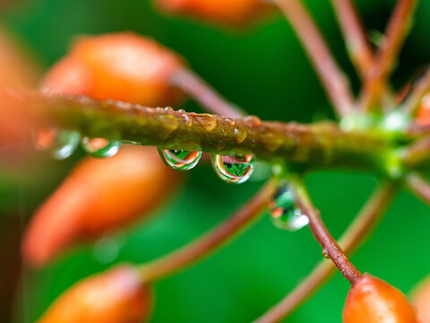 Tiger claw, Indian coral tree, Erythrina variegata, Tropical plant