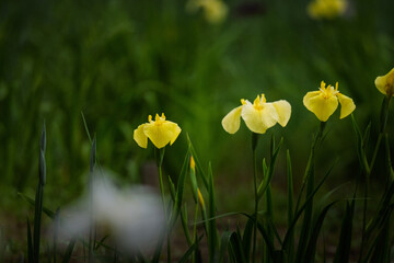 Obraz premium A fresh lemon yellow Japanese iris (Hanashobu) flower, close-up macro