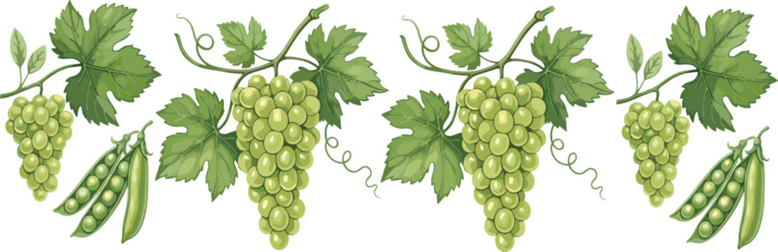 Green grapes and vine leaves illustration with pea pods fresh fruit botanical set