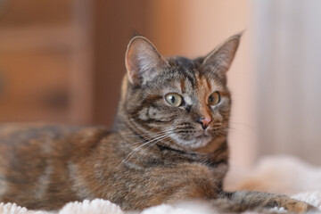 Obraz premium Domestic tabby cat with green eyes resting on a soft blanket in a cozy indoor setting with blurred background elements