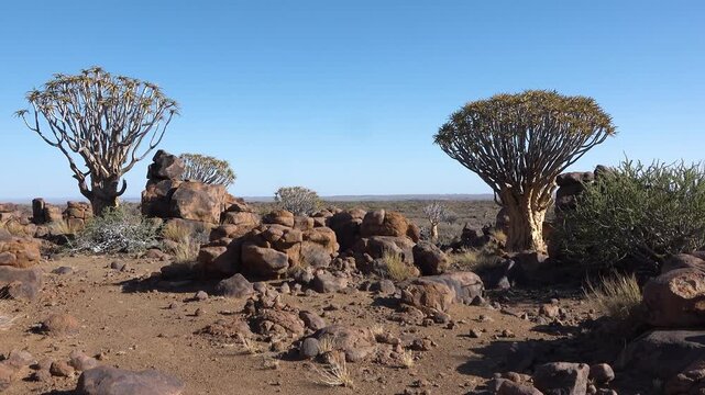A quiver tree stands tall as the sun sets in Namibia. The sky fills with colors as night approaches. Rocks surround the tree, adding depth to this natural view.