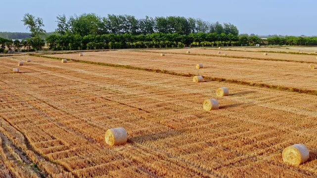 Harvested wheat field with round straw bales under a clear blue sky