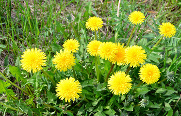 Obraz premium a bunch of yellow dandelions growing on rhe field high angle view