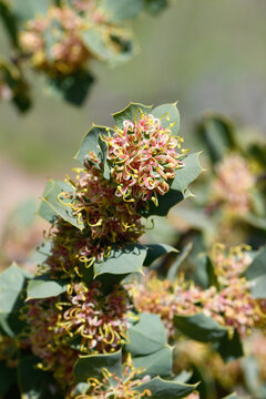 Cream to pink flowers and prickly leaves of the Western Australian native Harsh Hakea, Hakea prostata, family Proteaceae. Seeds and nectar eaten by Aboriginals. Also called Janda or Noongar 