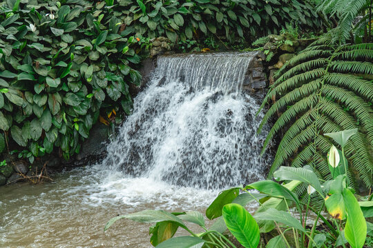 Small waterfall flowing through lush tropical greenery, surrounded by dense foliage and natural textures creating a fresh and calming nature scene.
