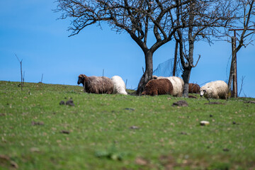 Fototapeta premium a mixed flock of white and brown sheep resting on a green grassy hillside in the shade of bare trees under a clear blue sky in the rural countryside of bulgaria.