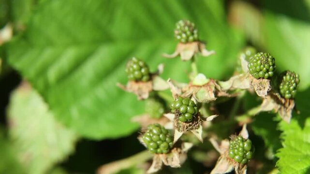 Close macro view of a ripe blackberry on a sunny bramble as fingers reach in, pinch the fruit, lift it from the stem, and leave the branch with unripe berries swaying in natural light.