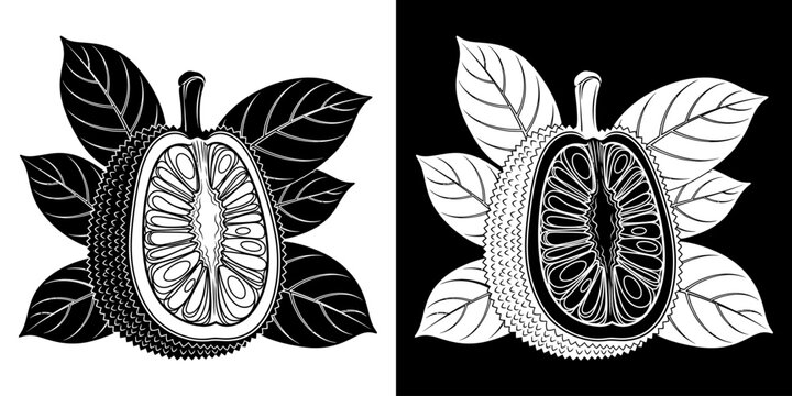 Black and white jackfruit illustration with leaves