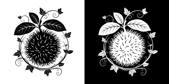 Black and white rambutan illustration with leaves