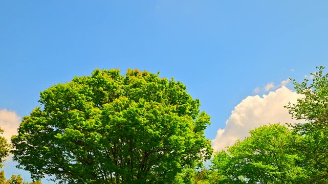 新緑の木と青空の雲