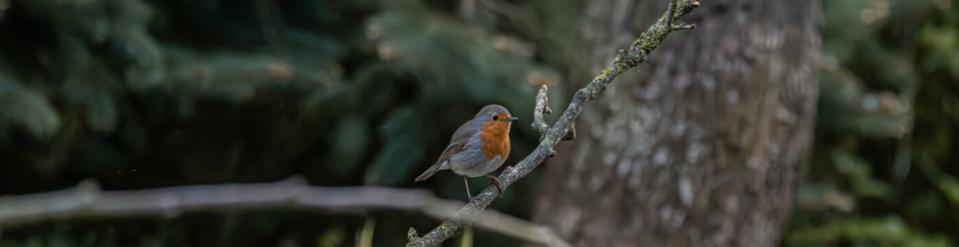 Robin bird perching on branch in forest