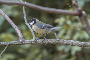 Fototapeta premium Great tit bird perched on autumn branch