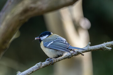 Great tit bird holding insect on tree branch © CaptainCat