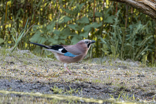 Eurasian jay walking on forest floor near water