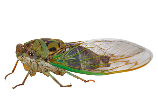 Dog Day Cicada, Neotibicen cannicularis, white background.