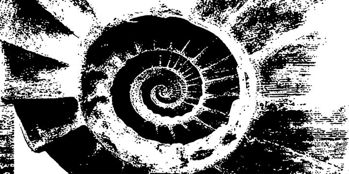 Ammonite shell spiral displayed on grunge textured background