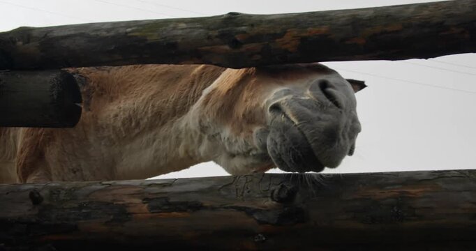 Low angle close-up of a donkey leaning over a wooden farm fence, muzzle and whiskers prominent against sky