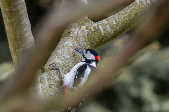 Great spotted woodpecker climbing tree trunk in natural habitat