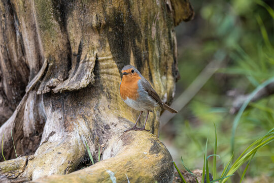 European robin bird standing on tree stump in woodland