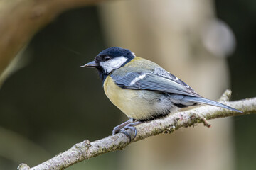 Obraz premium Great tit bird perched on branch in nature