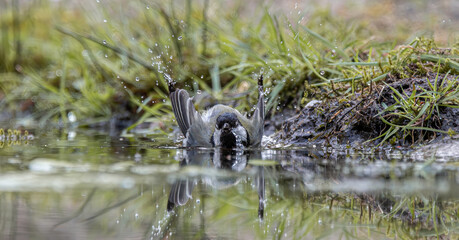 Great tit bathing splashing water in a pond © CaptainCat
