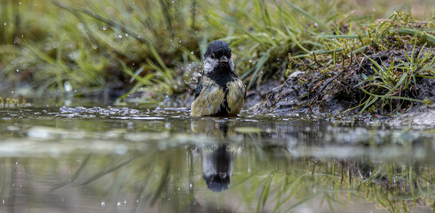 Great tit bird splashing water in forest pond © CaptainCat
