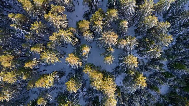 Forest Overwatch