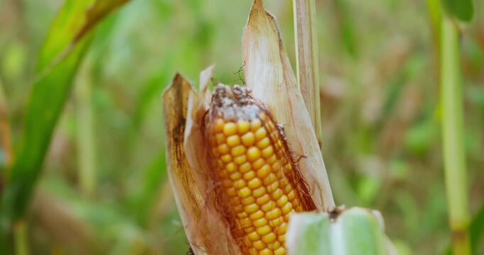 Damaged corn on plant in agricultural field, close-up. Crop disease and harvest failure concept