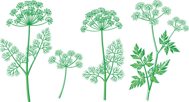 Dill and Parsley Herb Set with Detailed Leaves and Umbel Flowers Representing Fresh Culinary Ingredients and Botanical Plants in Vector Illustration